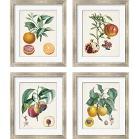 Framed 'Vintage Fruit 4 Piece Framed Art Print Set' border=