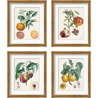 Framed 'Vintage Fruit 4 Piece Framed Art Print Set' border=