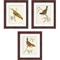 Framed 'Engraved Birds 3 Piece Framed Art Print Set' border=