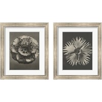 Framed 'Blossfeldt Flower 2 Piece Framed Art Print Set' border=