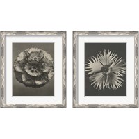 Framed 'Blossfeldt Flower 2 Piece Framed Art Print Set' border=