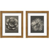 Framed 'Blossfeldt Flower 2 Piece Framed Art Print Set' border=