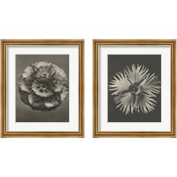 Framed 'Blossfeldt Flower 2 Piece Framed Art Print Set' border=