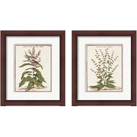 Framed 'Munting Botanicals 2 Piece Framed Art Print Set' border=