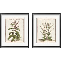 Framed 'Munting Botanicals 2 Piece Framed Art Print Set' border=