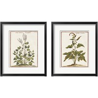 Framed 'Munting Botanicals 2 Piece Framed Art Print Set' border=