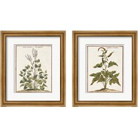 Framed 'Munting Botanicals 2 Piece Framed Art Print Set' border=