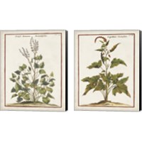 Framed 'Munting Botanicals 2 Piece Canvas Print Set' border=