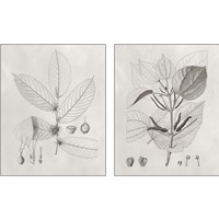 Framed 'Vintage Leaves 2 Piece Art Print Set' border=