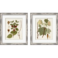 Framed 'Antique Leaves 2 Piece Framed Art Print Set' border=