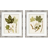 Framed 'Antique Leaves 2 Piece Framed Art Print Set' border=