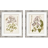 Framed 'Vintage Flowering Trees 2 Piece Framed Art Print Set' border=