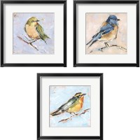 Framed 'Bird Variety 3 Piece Framed Art Print Set' border=