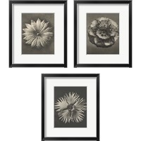 Framed 'Blossfeldt Flower 3 Piece Framed Art Print Set' border=