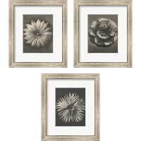 Framed 'Blossfeldt Flower 3 Piece Framed Art Print Set' border=