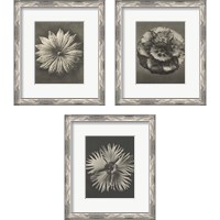 Framed 'Blossfeldt Flower 3 Piece Framed Art Print Set' border=