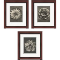 Framed 'Blossfeldt Flower 3 Piece Framed Art Print Set' border=