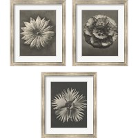 Framed 'Blossfeldt Flower 3 Piece Framed Art Print Set' border=