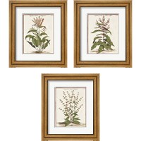 Framed 'Munting Botanicals 3 Piece Framed Art Print Set' border=