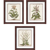 Framed 'Munting Botanicals 3 Piece Framed Art Print Set' border=