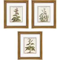 Framed 'Munting Botanicals 3 Piece Framed Art Print Set' border=