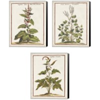 Framed 'Munting Botanicals 3 Piece Canvas Print Set' border=