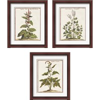 Framed 'Munting Botanicals 3 Piece Framed Art Print Set' border=