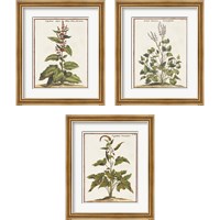 Framed 'Munting Botanicals 3 Piece Framed Art Print Set' border=