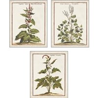 Framed 'Munting Botanicals 3 Piece Art Print Set' border=