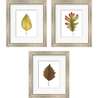 Framed 'Fall Leaf Study 3 Piece Framed Art Print Set' border=