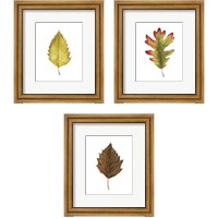 Framed 'Fall Leaf Study 3 Piece Framed Art Print Set' border=