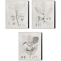 Framed 'Vintage Leaves 3 Piece Canvas Print Set' border=