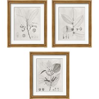 Framed 'Vintage Leaves 3 Piece Framed Art Print Set' border=