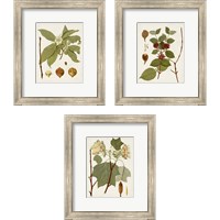 Framed 'Antique Leaves 3 Piece Framed Art Print Set' border=