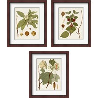 Framed 'Antique Leaves 3 Piece Framed Art Print Set' border=