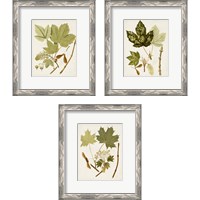 Framed 'Antique Leaves 3 Piece Framed Art Print Set' border=