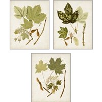 Framed 'Antique Leaves 3 Piece Art Print Set' border=