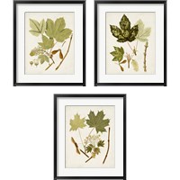 Framed 'Antique Leaves 3 Piece Framed Art Print Set' border=