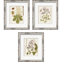 Framed 'Vintage Flowering Trees 3 Piece Framed Art Print Set' border=