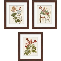 Framed 'Vintage Flowering Trees 3 Piece Framed Art Print Set' border=