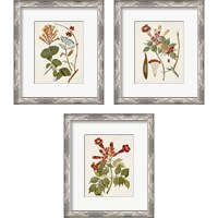 Framed 'Vintage Flowering Trees 3 Piece Framed Art Print Set' border=