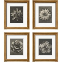 Framed 'Blossfeldt Flower 4 Piece Framed Art Print Set' border=