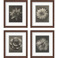 Framed 'Blossfeldt Flower 4 Piece Framed Art Print Set' border=