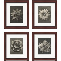 Framed 'Blossfeldt Flower 4 Piece Framed Art Print Set' border=