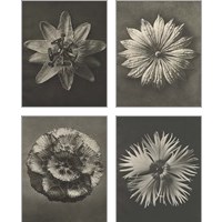 Framed 'Blossfeldt Flower 4 Piece Art Print Set' border=