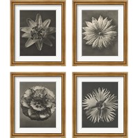 Framed 'Blossfeldt Flower 4 Piece Framed Art Print Set' border=