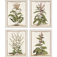 Framed 'Munting Botanicals 4 Piece Art Print Set' border=