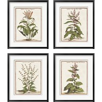 Framed 'Munting Botanicals 4 Piece Framed Art Print Set' border=