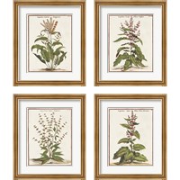 Framed 'Munting Botanicals 4 Piece Framed Art Print Set' border=