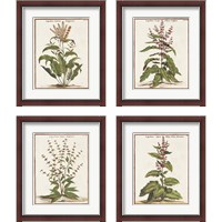 Framed 'Munting Botanicals 4 Piece Framed Art Print Set' border=